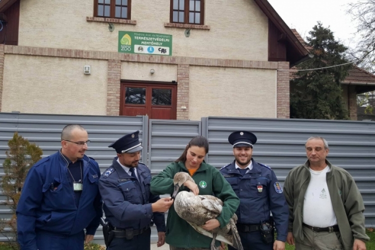 Hattyút mentettek a rendőrök a fővárosban