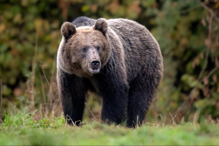 Ismét emberre támadt egy medve az Erdélyben