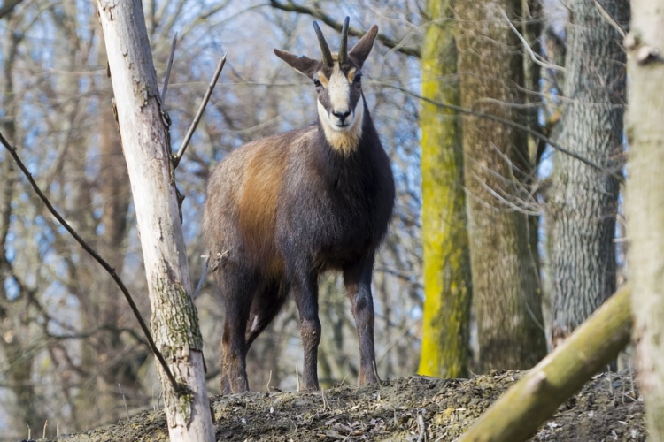 Zergék érkeztek a Szegedi Vadasparkba